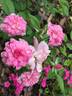 China Doll rose photo