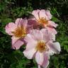 Bass Tone rose photo