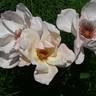 Arahan rose photo