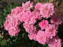 China Doll rose photo