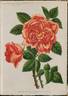 Archiduchesse Maria Immaculata rose photo