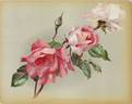 Marquise de Vivens rose photo