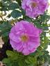 David Thompson rose photo