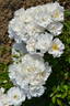 Peace in You rose photo