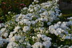 Peace in You rose photo