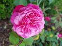Corallina rose photo