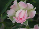 Mint Julep rose photo