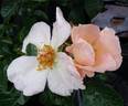 The Simple Life rose photo