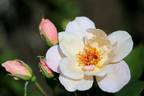 Arahan rose photo