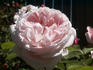 Emily rose photo
