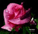 Pink Osiana rose photo