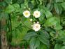 Rankende Miniature rose photo