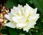 Benita ® rose photo