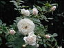 Snow Angel rose photo