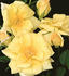 Little Tommy Tucker ™ rose photo