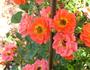 Rosalie Coral rose photo