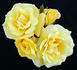 Sunsprite, Cl. rose photo