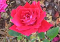 Trickster rose photo