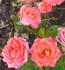 Tangerine Twist rose photo