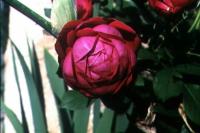 Four Inch Heels rose photo