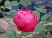 Four Inch Heels rose photo