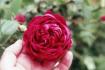 Four Inch Heels rose photo