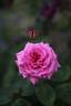 Charlotte of Fife rose photo