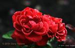Kompass rose photo
