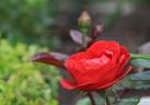 Kompass rose photo