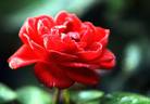 Kompass rose photo