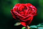 Kompass rose photo