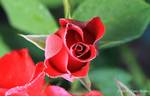 Kompass rose photo