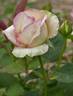 Boreale rose photo
