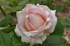 Boreale rose photo