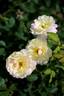 Blushed Yellow rose photo