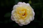 Blushed Yellow rose photo