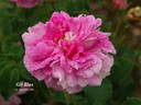 Gil Blas rose photo