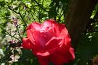 Meteor rose photo