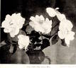 Silver Moon rose photo