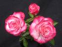 Baby Paradise ™ rose photo