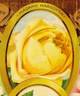Madame Margottin rose photo
