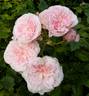 Orsola Spinola ® rose photo