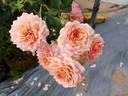 André Turcat rose photo