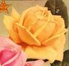 Miss Alice de Rothschild rose photo