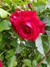 Grand Award rose photo