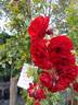 Amadeus ® rose photo