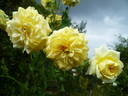 Tahitian Moon rose photo