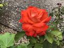 Cary Grant ™ rose photo
