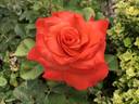 Cary Grant ™ rose photo