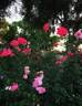 Lady Elsie May ™ rose photo